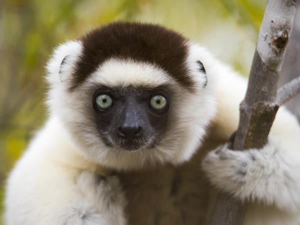 Madagascar wildlife and beaches holiday