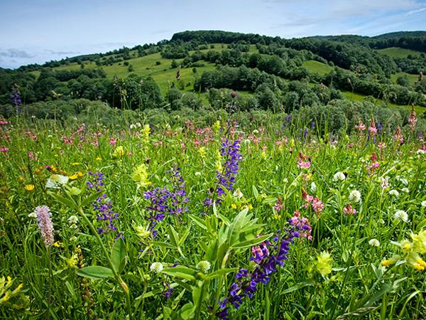 Discover Transylvania holiday