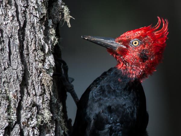 Birdwatching holiday in Northern Argentina