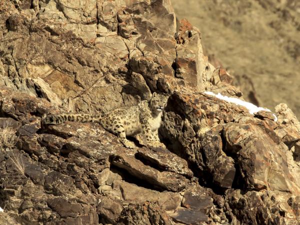 Snow leopard expedition in Ladakh, India