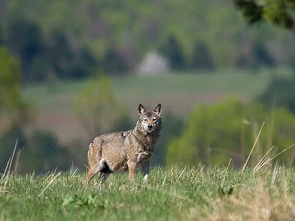 Dreaming of Wolves Adventures in the Carpathian Mountains of Transylvania