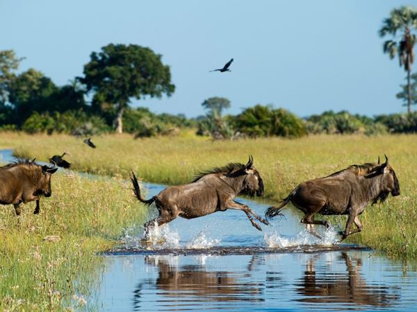 botswana nature