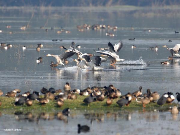 Birdwatching in India