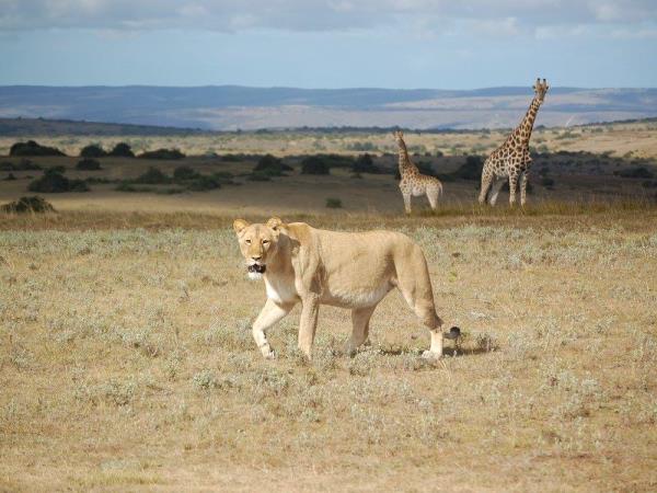 Veterinary internship in South Africa