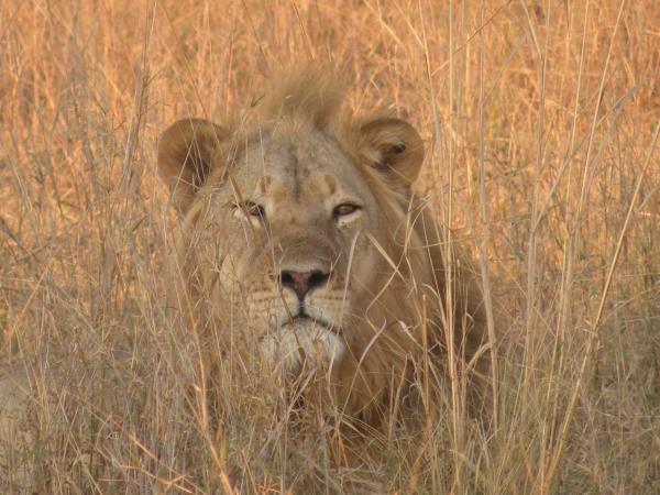 South Africa and Zimbabwe holiday, tailor made