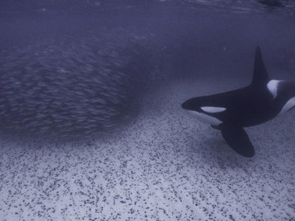 Swim with killer whales and humpback whales in Norway