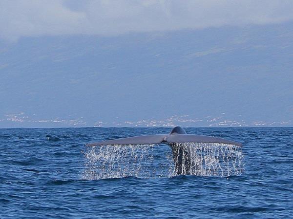Family whale & dolphin watching holiday, Azores
