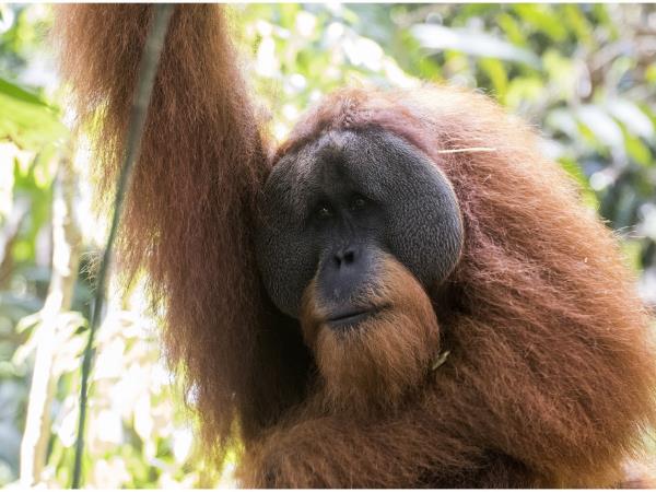 Sumatra orangutan experience, Indonesia 