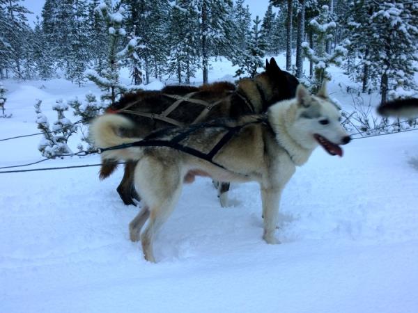 are husky rides cruel