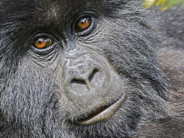 Mountain Gorilla photography holiday in Uganda