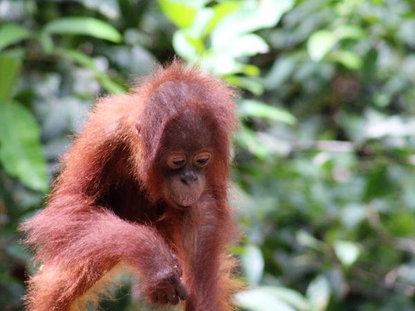 Indonesia holiday, orangutans and culture