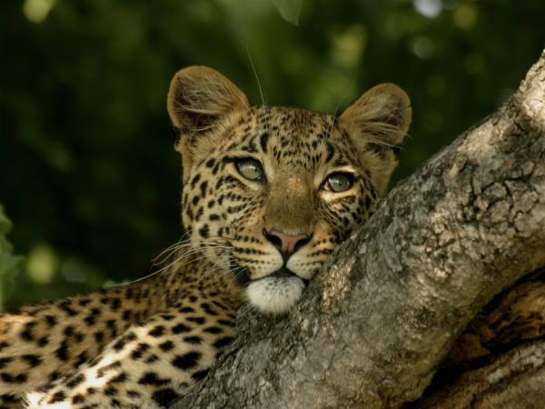Tanzania Safari and beach holiday