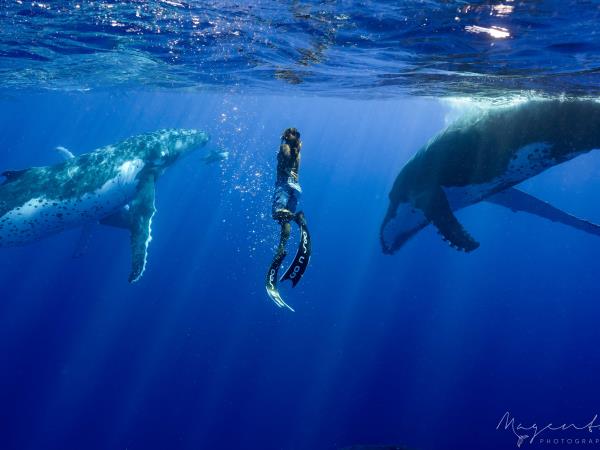 Swimming With Whales Dolphins Helping Dreamers Do