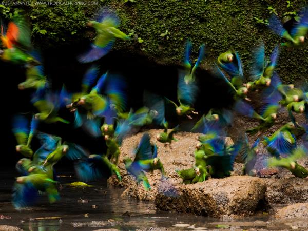 Galapagos and Amazon wildlife holiday