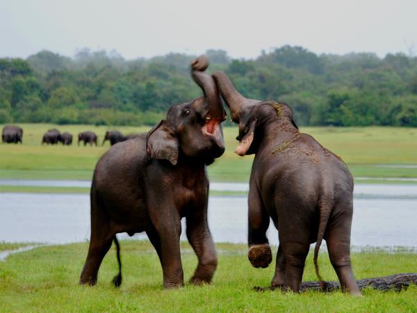 Sri Lanka holiday, tea, trains and elephants