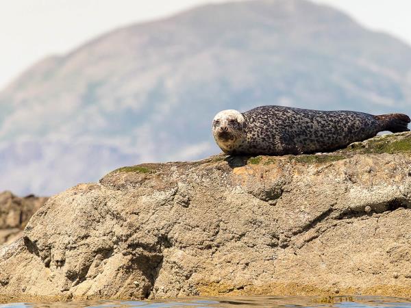 South Argyll wildlife cruises in Scotland