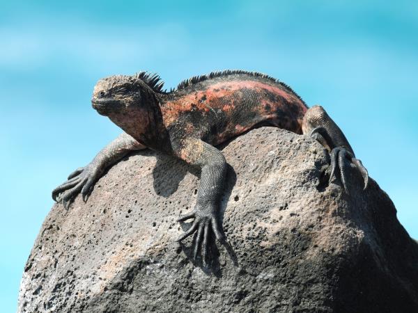 Galapagos cruise