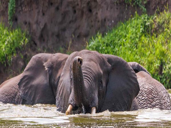 Uganda safari, tailor made