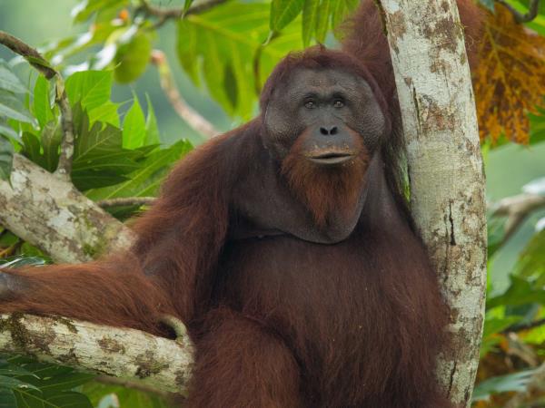 Borneo wildlife tour