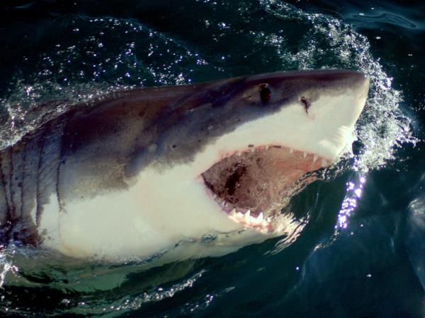 Great white shark diving holidays | Responsible Travel