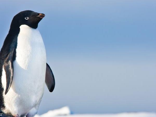 Antarctica And The Falkland Islands Holidays Tours Vacations In