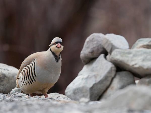 Tibet bird watching holiday