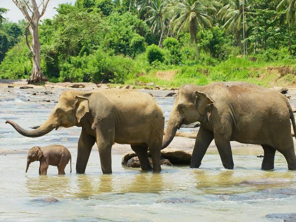 Vegan holiday in Sri Lanka