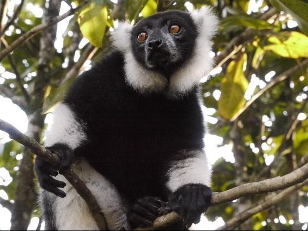 Baobabs, beaches & Lemurs holiday in Madagascar