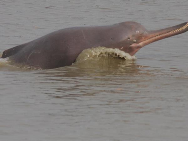 Nepal dolphin watching holiday