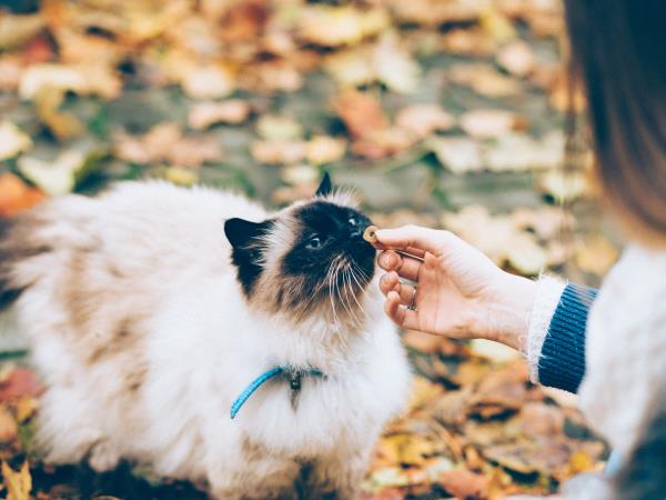 Volunteer with cats in Barcelona