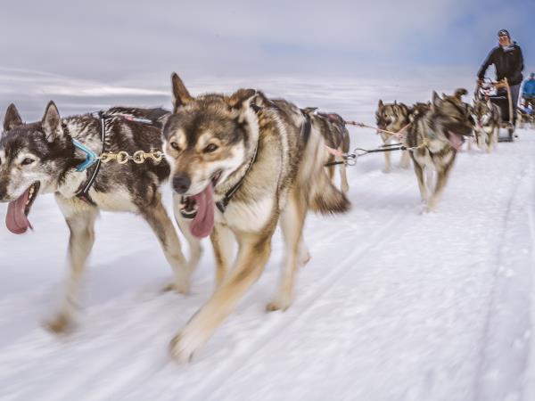 are husky rides cruel