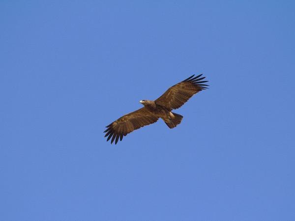 Koshi Tappu wildlife reserve tour, Nepal