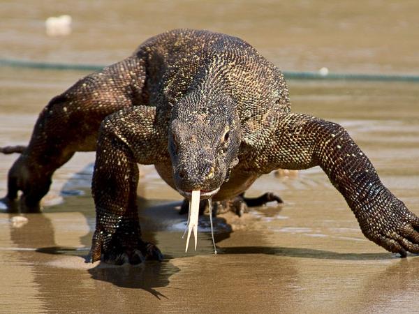 travel agent sulawesi Indonesia small group tour, temples and dragons