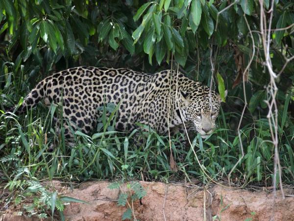 Brazil small group holiday, Pantanal explorer