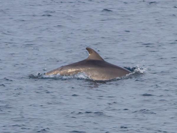 Kythnos nature tours in greece