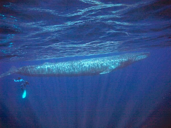 Swim with whales in Sri Lanka