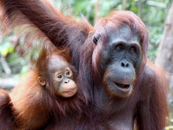 best time to visit java indonesia Indonesia tour, volcanos, Orangutans & beach
