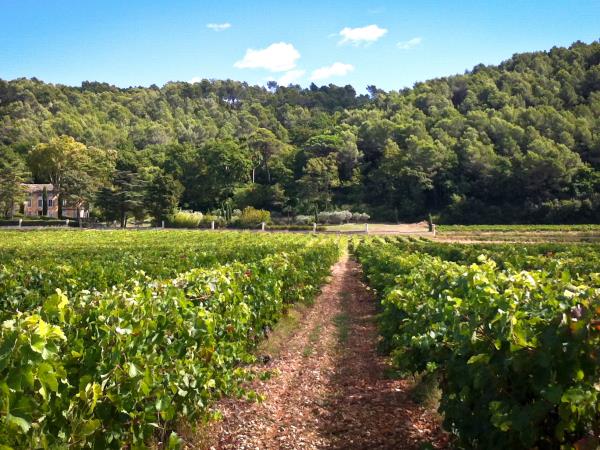 Provence wine tour