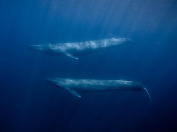 Swim with blue whales holiday