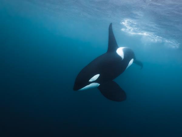 Swim with orcas in Norway, Northern Lights