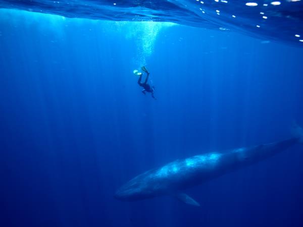 Swim with Blue Whale and safari in Sri Lanka