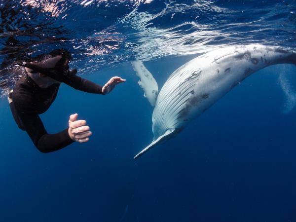 Tonga humpback whale swimming tour