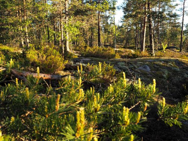 Finland activity holiday in Nuuksio National Park