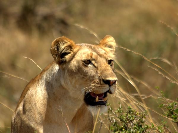 Tanzania wildlife safari holiday