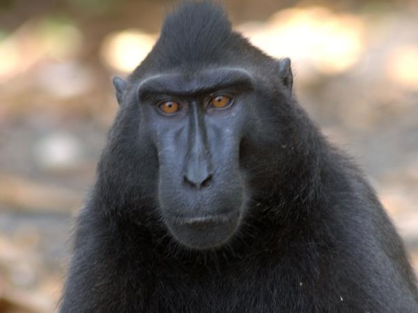 travel agent sulawesi Sulawesi wildlife tour in Indonesia