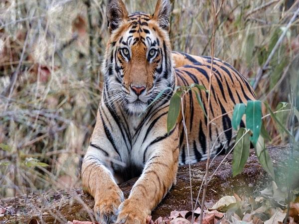 Wildlife tour of India