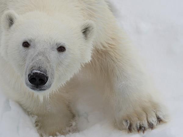 Highlights of Spitsbergen holiday
