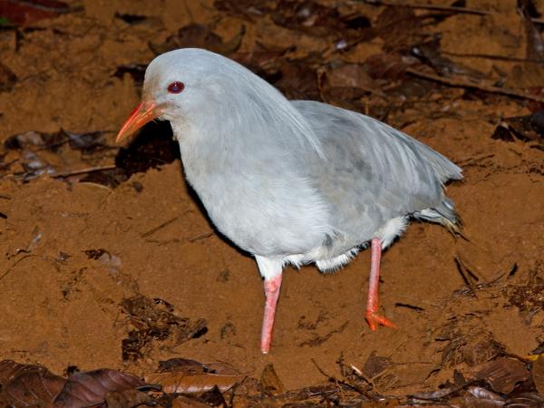 Melanesia birdwatching holiday