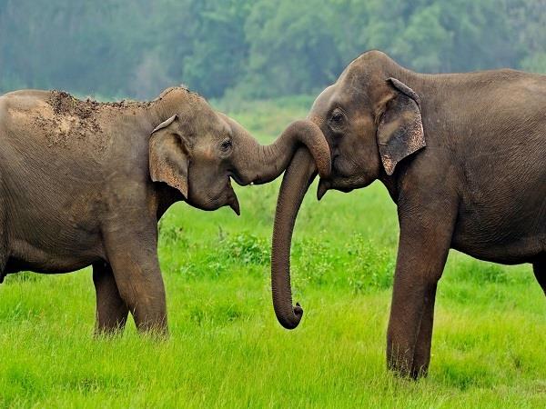 Sri Lanka bespoke tour, 14 days