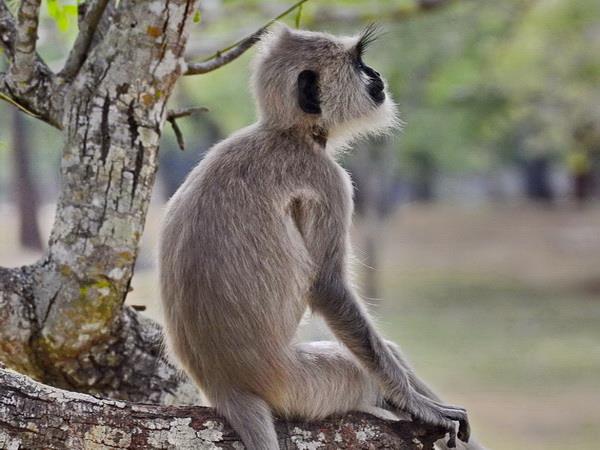 good time to travel to sri lanka Sri Lanka Family Holidays